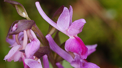 Dactylorhiza romana e Ophrys sphegodes